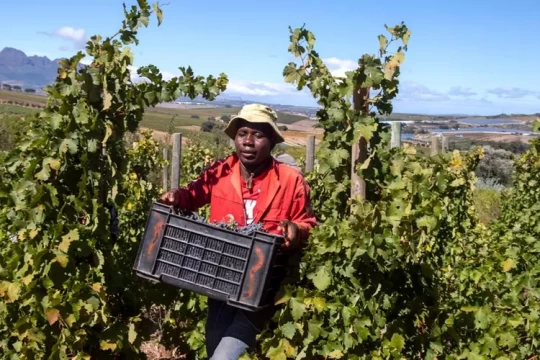 South32 youth farming graduates boost local food security in SA-
