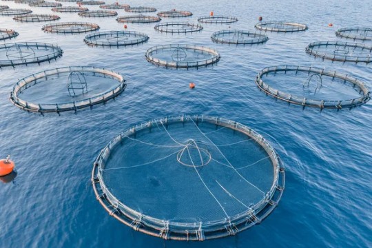 A digital platform for trading aquaculture products is in the works-Algeria