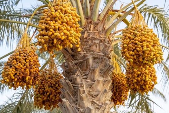 Saudi Arabia’s date sector sees 13.7% export growth in Q1, 2024-Saudi Arabia