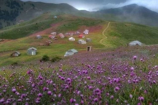 Iran to cultivate medical herbs in 300,000 hectares of lands-Iran