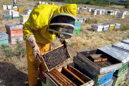 Over 9,000 persons working in Kordestan province’s apiaries-Iran