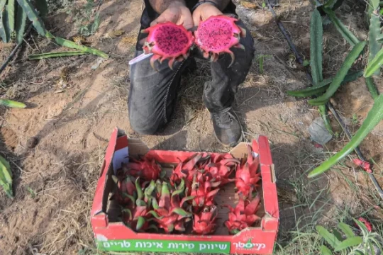 Growing Gaza's anti-cancer fruits-Palestine