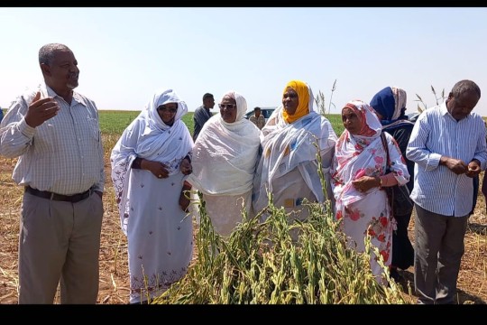 Minister Plenipotentiary of Production on the island stands on the areas planted in the lining-Sudan
