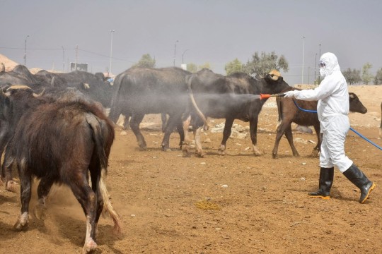 Kurdistan Announces New Measures to Prevent Congo Fever-Iraq