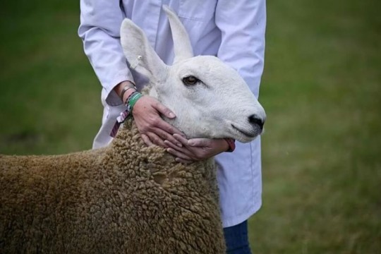 Iraq announces elimination of bluetongue disease -Iraq