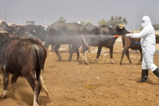 Dhi Qar tops Iraq in Congo fever infections -Iraq