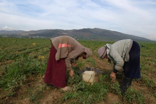 4911 women's projects created to stimulate the Tunisian economy-Tunisia