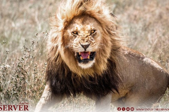 Ministry of Interior warns against import of predatory animals