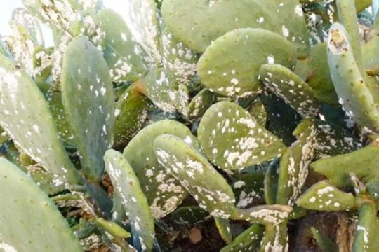 Cochineal insect threatens prickly pear crops in Tunisia-Tunisia