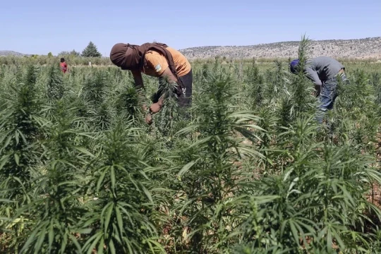 Morocco’s legal Cannabis industry expands with over 22 innovative products-Morocco