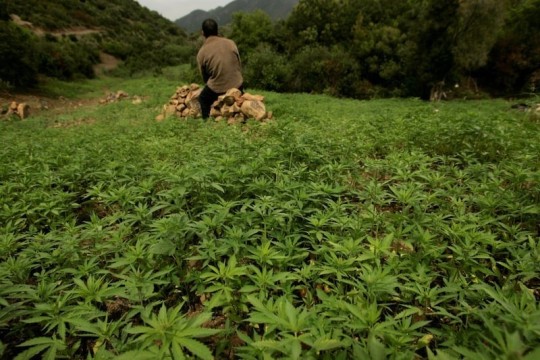 Legal cannabis farming expands strongly in Morocco amid export launch-Morocco