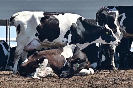 Over 8,000 cows infected with foot-and mouth disease in Kuwait-Kuwait