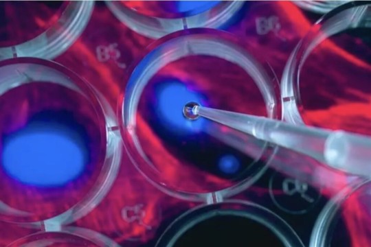 Mayo Clinic researchers identify a new stem cell patch to gently heal damaged hearts