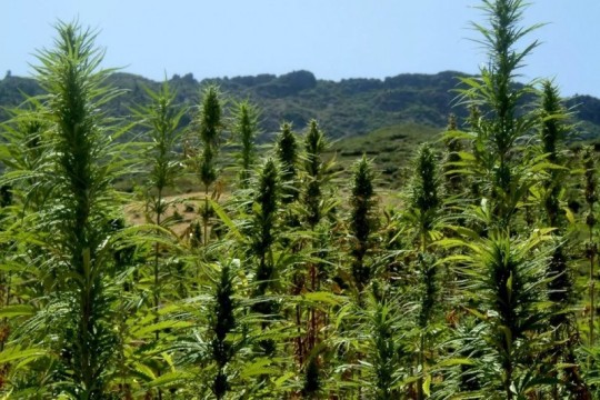 Legalized Cannabis Could Help Morocco Generate Up to $632.7 Million Annually by 2028-Morocco