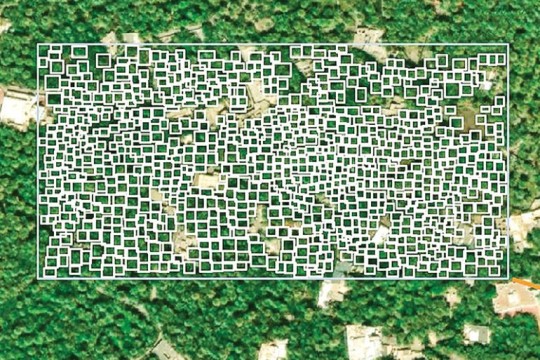 Omani startups harness satellite imagery for palm trees census-Oman