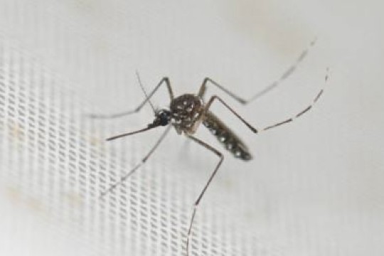 Malaria outbreak claims 41 lives in Likuangole County-Sudan