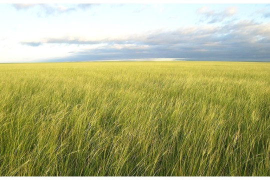حكومة منغوليا ومنظمة الحفاظ على الطبيعة يشرعان في تنفيذ مبادرة "منغوليا الخالدة"، وهي طريق لتحقيق أهداف البلاد المتعلقة بالمناخ والتنوع البيولوجي