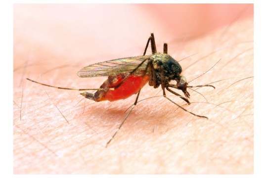 Bio-Gene and Envu Collaborate to Evaluate Flavocide™ for Use in Public and Private Sector Mosquito Management