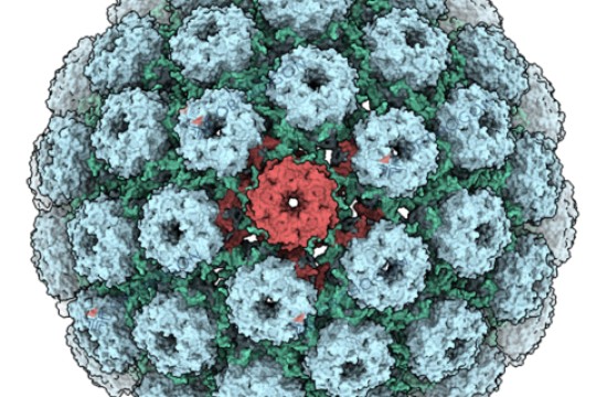 Orthogon Therapeutics تغلق تمويلًا زائدًا بقيمة 5.2 مليون دولار أمريكي لتطوير أول علاج فموي لفيروس الورم الحليمي البشري (BK) التورامي
