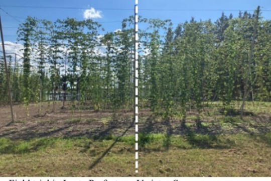 KIRIN Develops Technology to Enhance Heat and Drought Tolerance in Hop Seedlings Contributing to a Sustainable Supply of Beer Ingredients Amid Climate Change