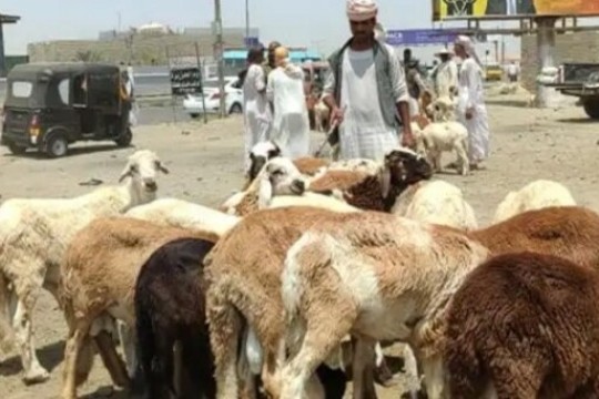 Sudanese struggle to buy sheep for Eid as economic crisis bites-Sudan