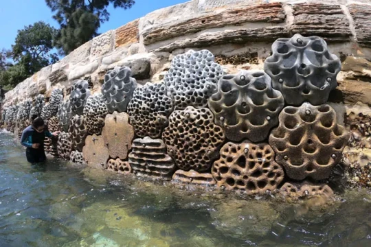 DP World installs 1,000 living seawall panels at Jebel Ali Port