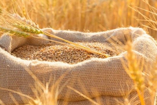 Egypt’s wheat imports rise 30% YoY in 2023-