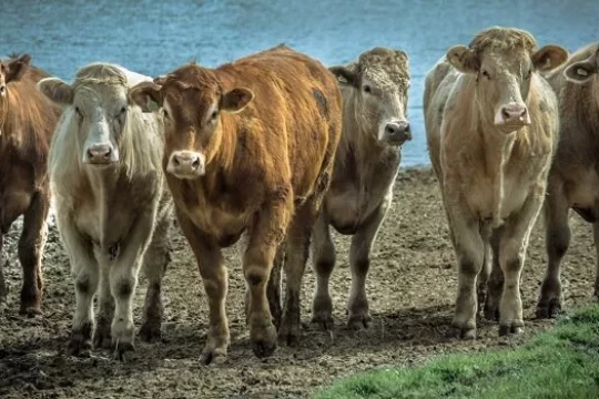 Iraq Cuts Customs Duties on Live Animals